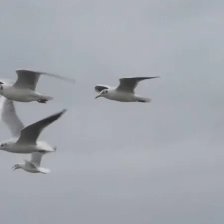 Spilgies Gm 69756 公寓