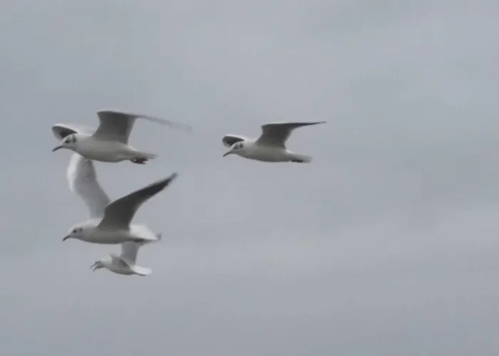 Spilgies Gm 69756 Lägenhet